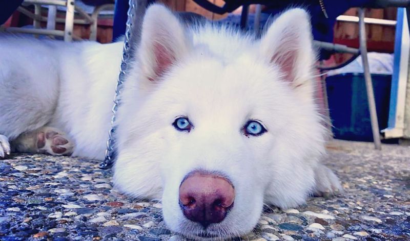 The Husky's Appeal
