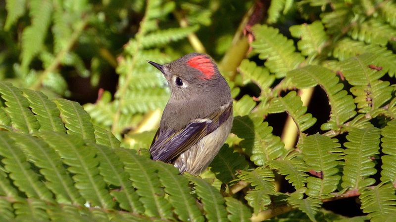 Ruby-crowned Kinglet (Corthylio calendula)