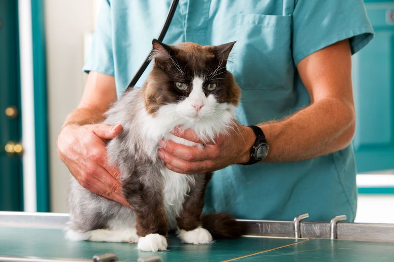 Regular Vet Visits