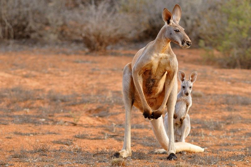 Why Can't Kangaroos Walk Backward?