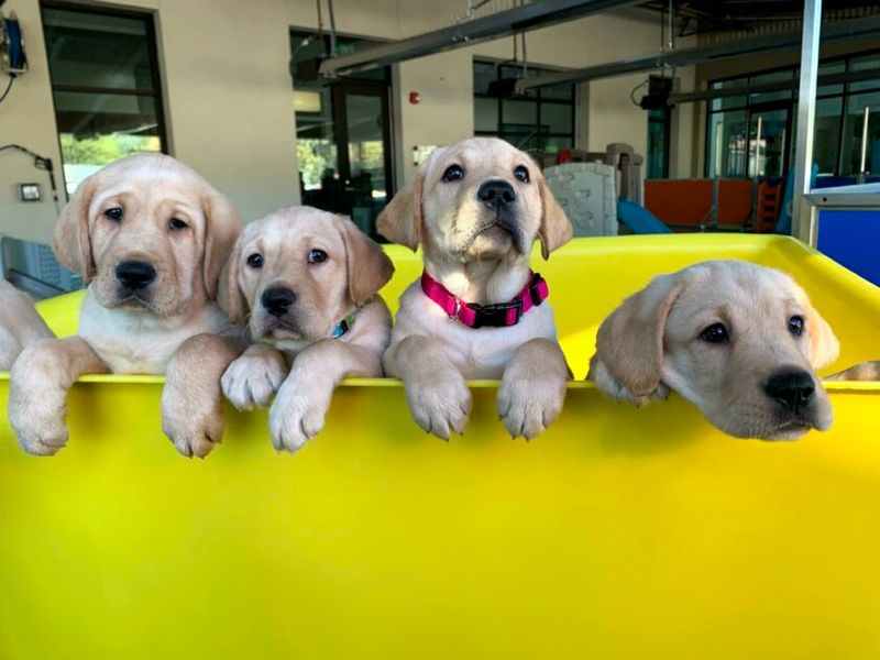 Makes Training Less Overwhelming For Puppies