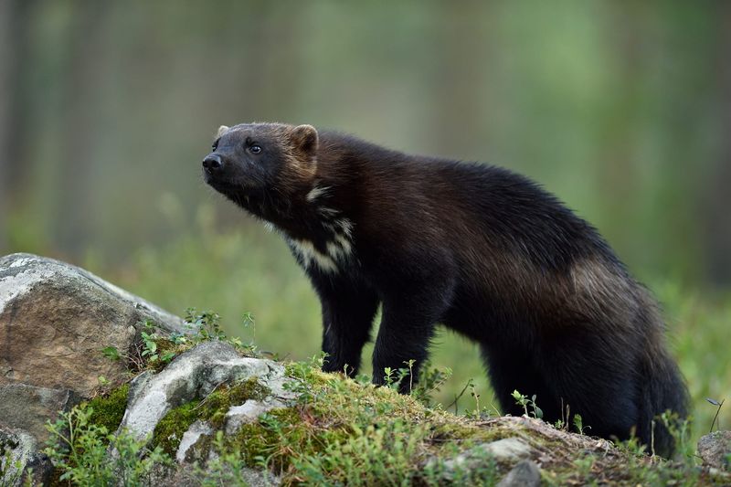 Wolverine