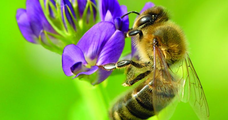 Bees