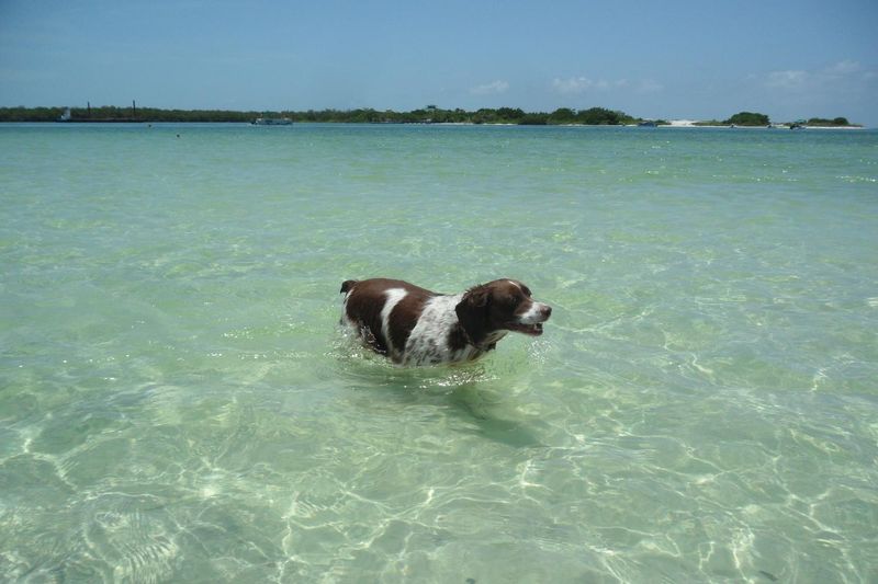 Bonita Beach Dog Park (Bonita Springs)