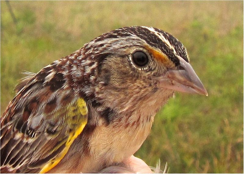 Restoring The Florida Grasshopper Sparrow's Home