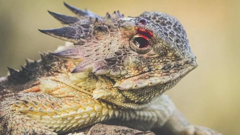 Horned Lizard