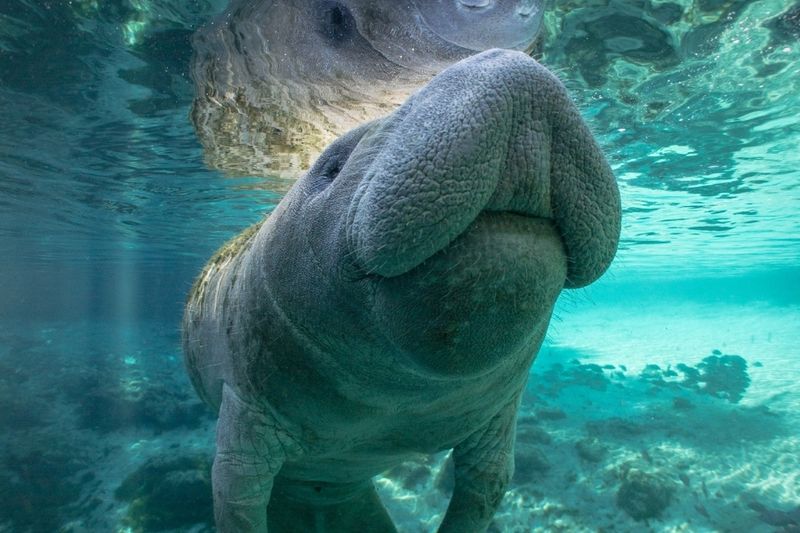 Manatees
