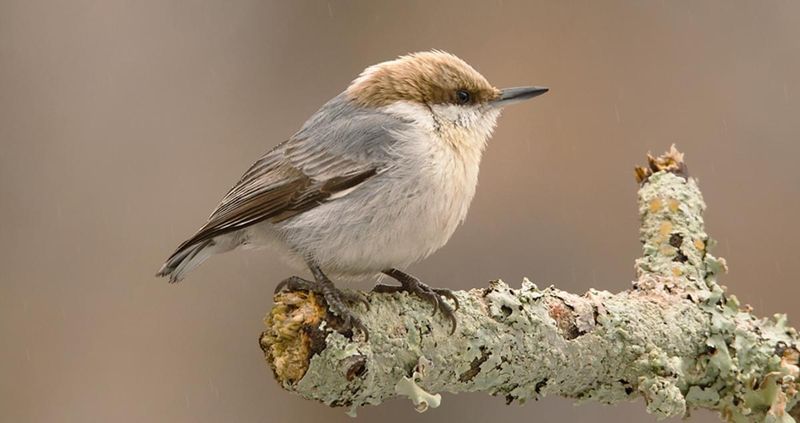 Brown-headed Nuthatch (Sitta pusilla)