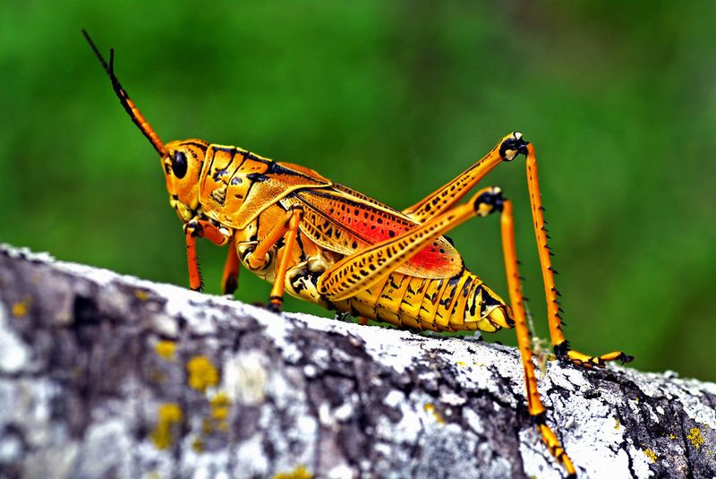 Eastern Lubber Grasshopper