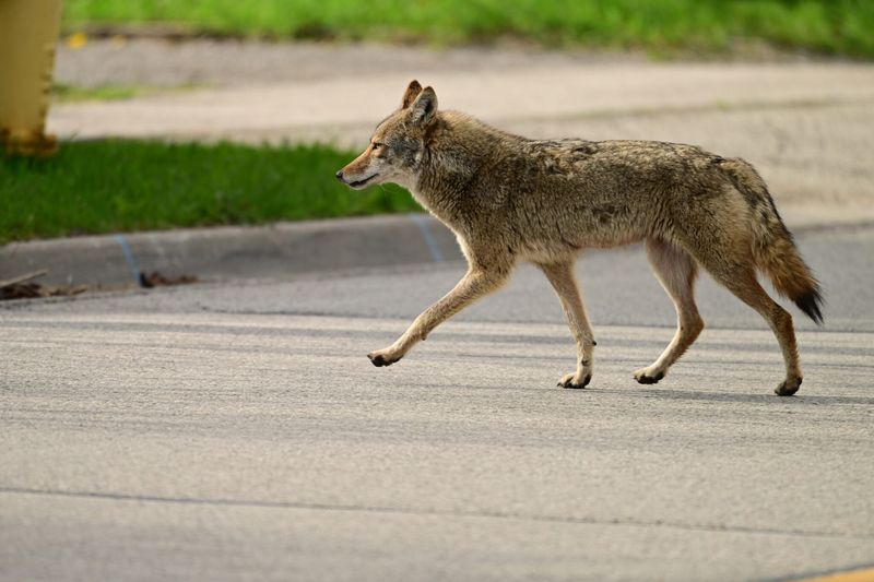 Educate Neighbors And Report Sightings