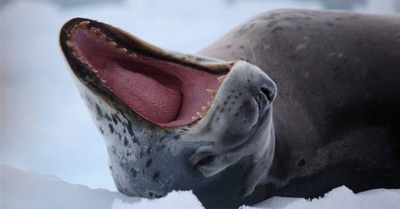 Leopard Seals