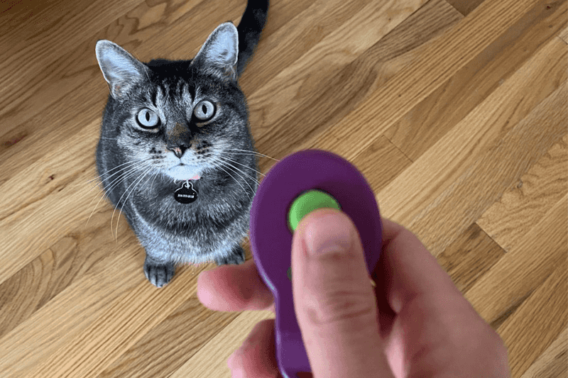 Cats Don't Need Training