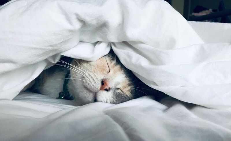 Purring Means A Cat Is Happy