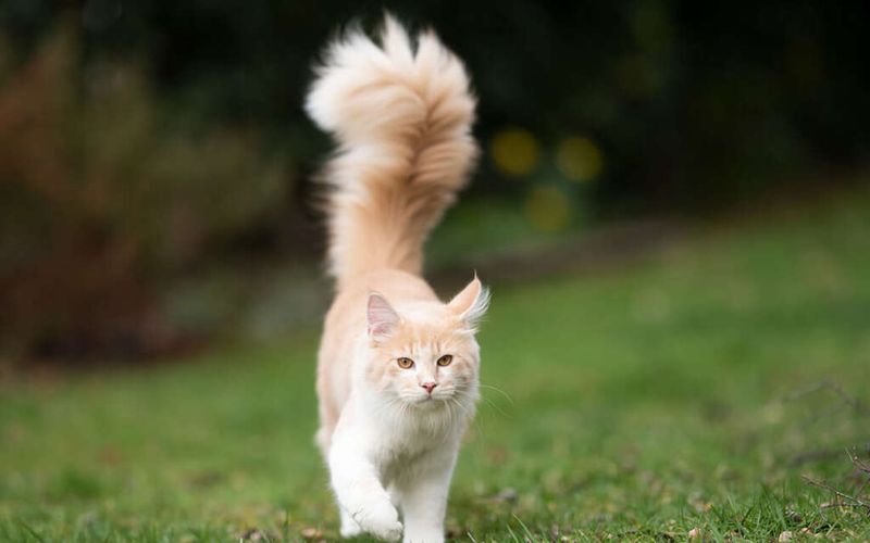 A Cat's Tail Always Reflects Its Mood