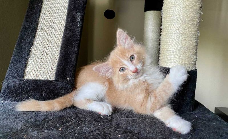Declawing Is Harmless