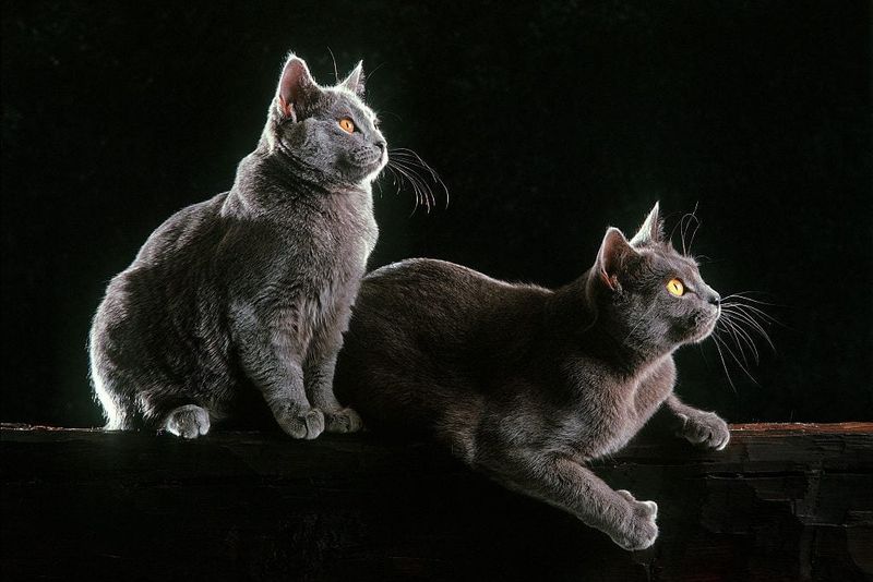 Cats Are Nocturnal