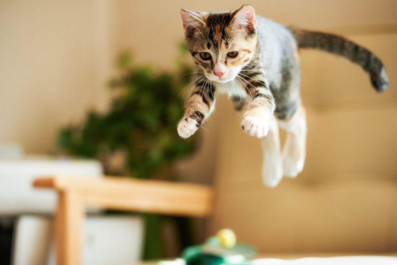 Cats Always Land On Their Feet