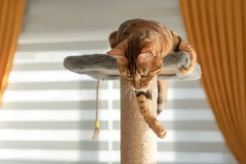Cats Scratch Just To Be Naughty