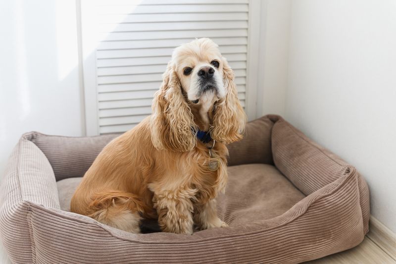 Cocker Spaniel