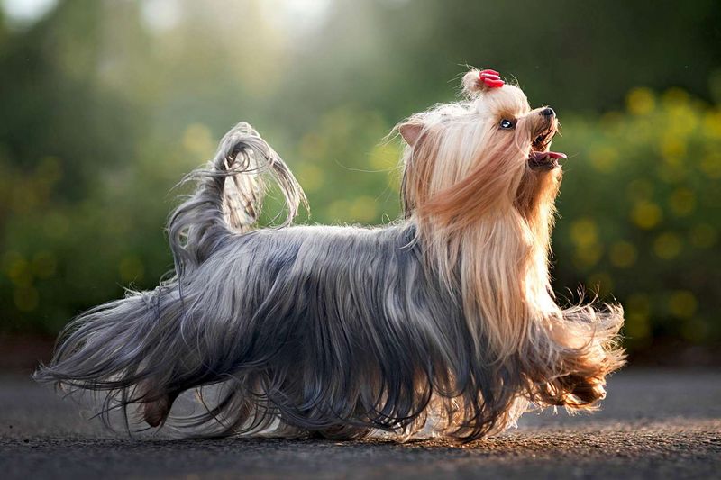 Yorkshire Terrier