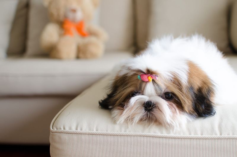 Shih Tzu