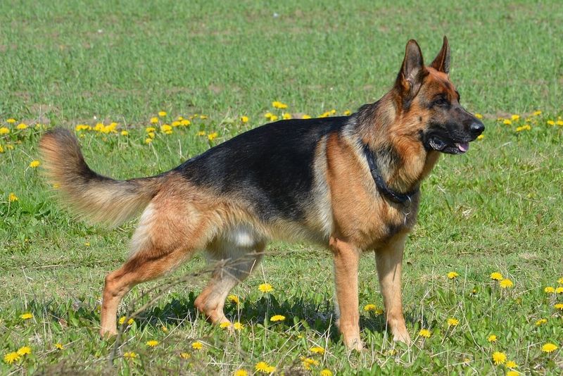 German Shepherd – Hip Problems Plague Police Favorites