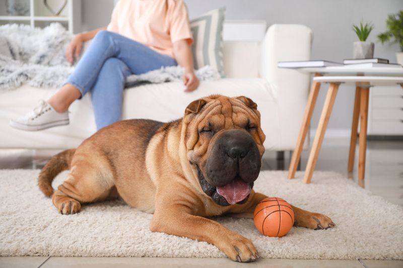 Shar-Peis Suffer From Skin Issues