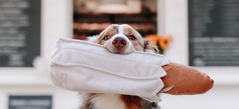 The Rise Of Pet-Related Businesses In Miami