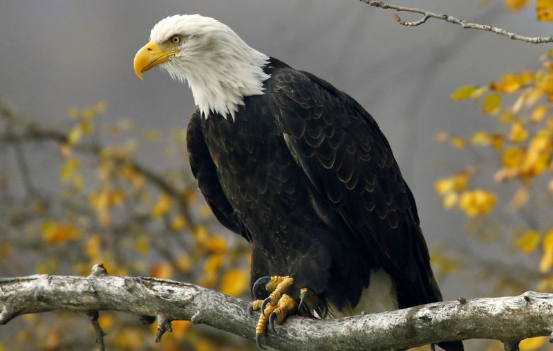 The Symbolic Significance Of Bald Eagles To Americans And Wildlife Conservation