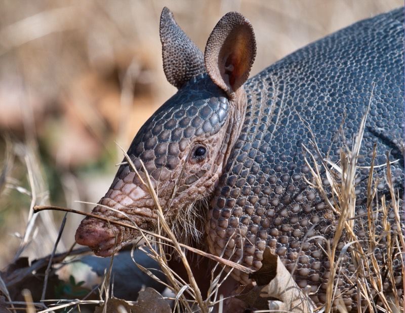 Armadillo Sightings In Ohio