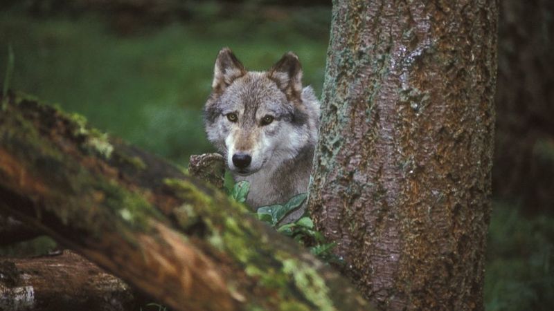 Cultural And Economic Factors Driving Poaching