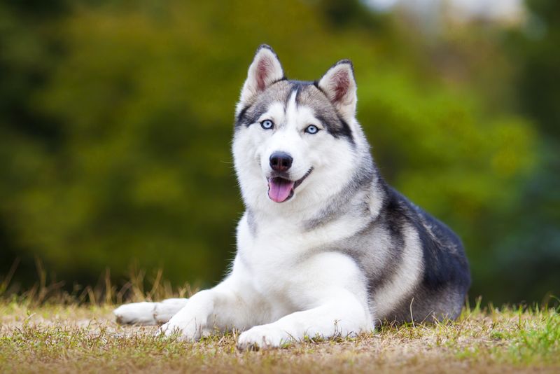 Training And Socialization Needs Of Huskies In Cali