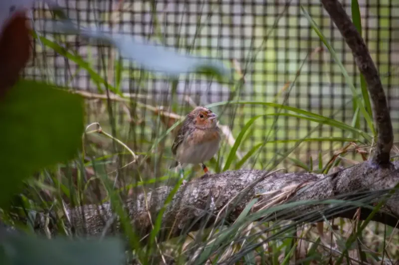 The Role Of Local Communities In Saving The Florida Grasshopper Sparrow