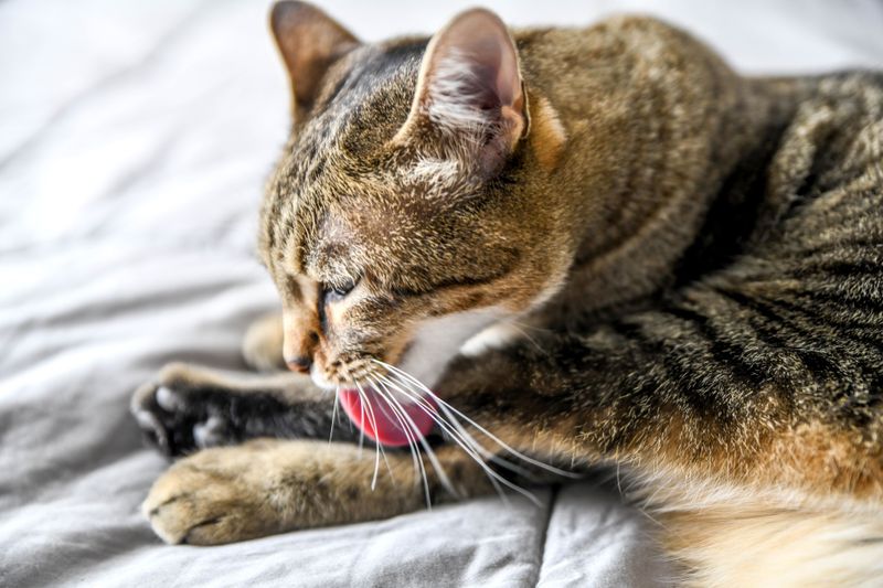 Excessive Grooming Or Lack Of Grooming