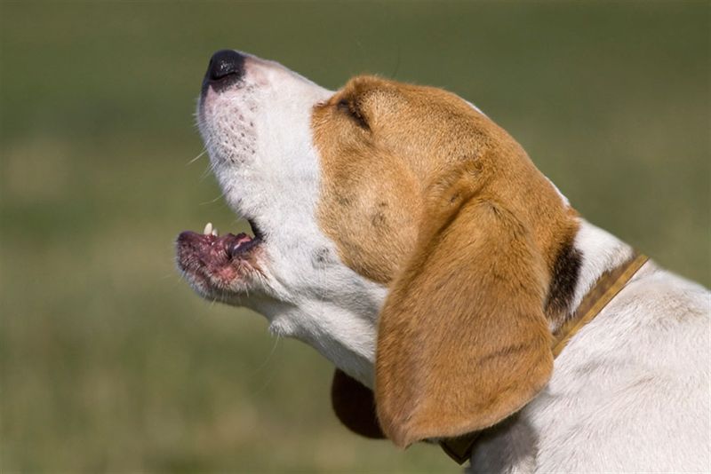 Excessive Barking At Certain Stimuli