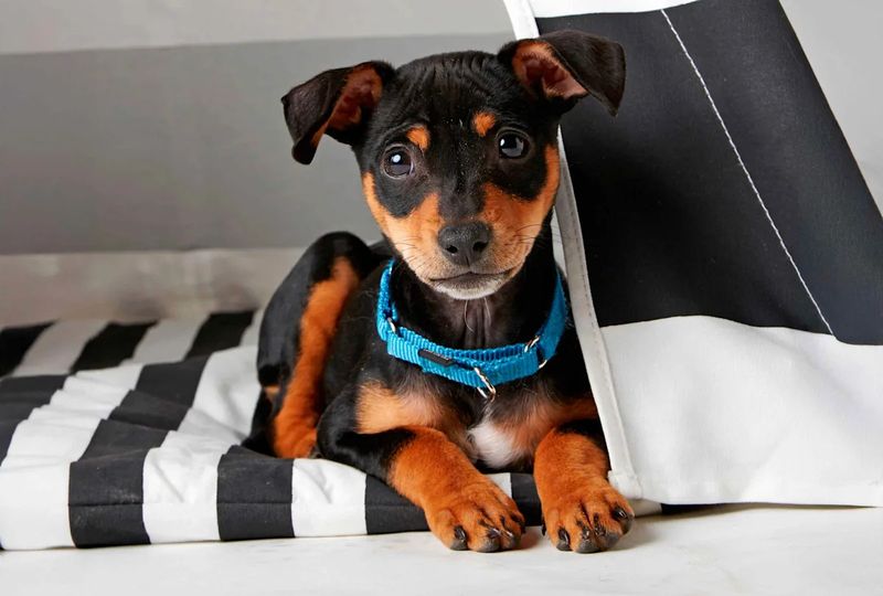 Prepare Your Home For Pet Safety
