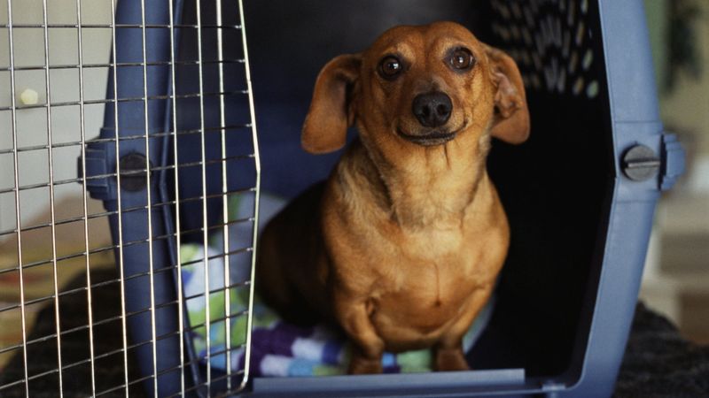 Practice Getting Your Pet Into Their Carrier Or Crate