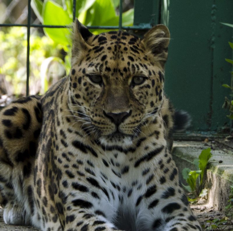 Pearl The Amur Leopard At Potawatomi Zoo