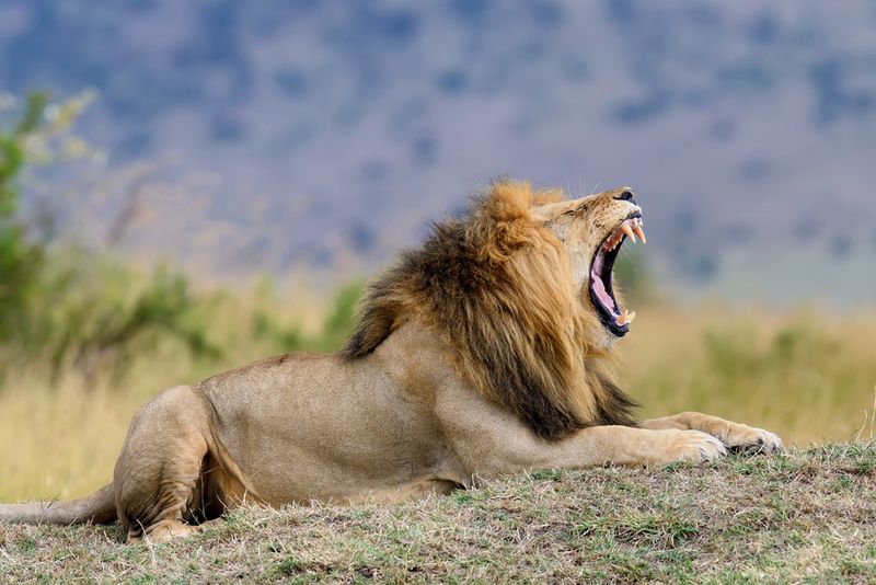 How Big Cats Process Grief: Experts Weigh In