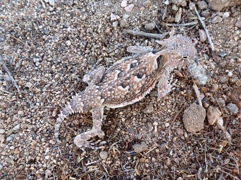 Camouflage And Physical Defense