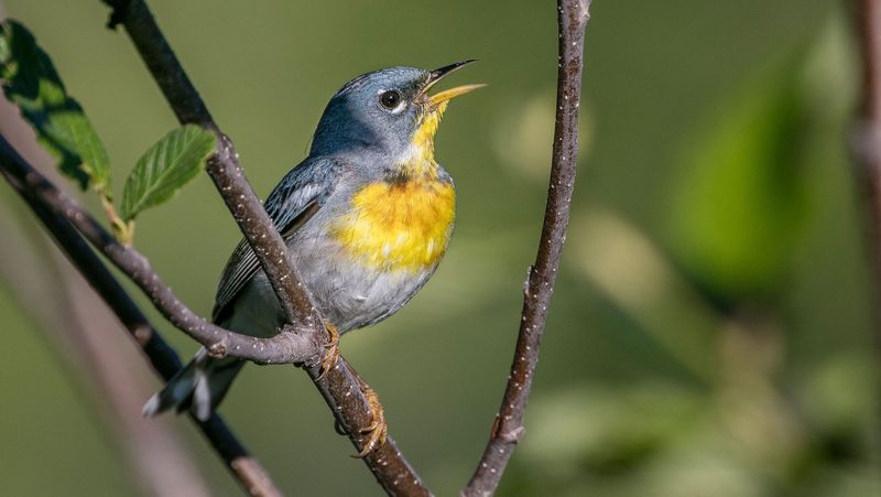 Northern Parula (Setophaga americana)