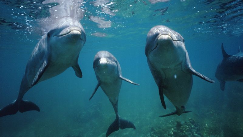 Dolphin