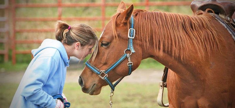 Horses