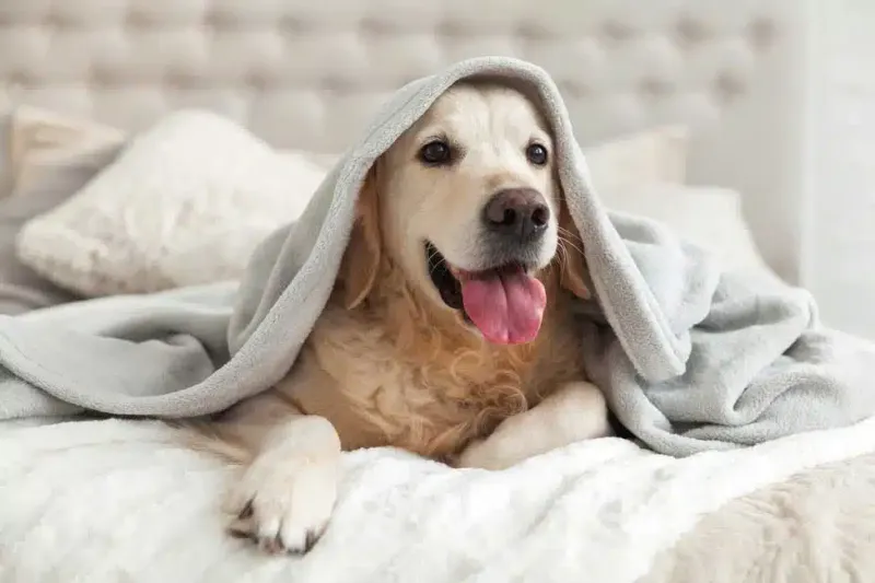 Golden Retrievers 
