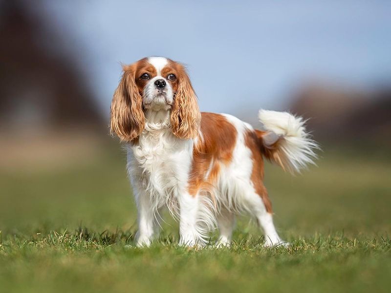 Cavalier King Charles Spaniel – Hearts Breaking Too Soon