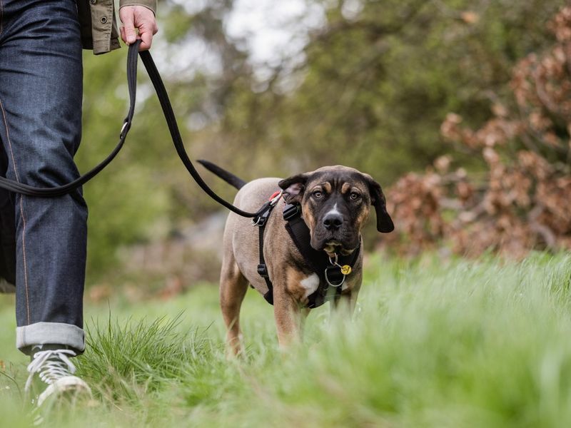 Use A Leash For Control