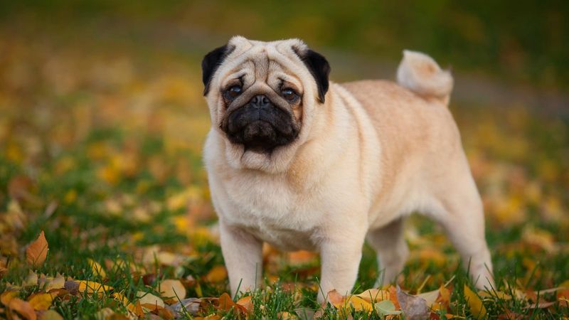 Pug – Cute Faces, Lifetime Of Breathing Struggles