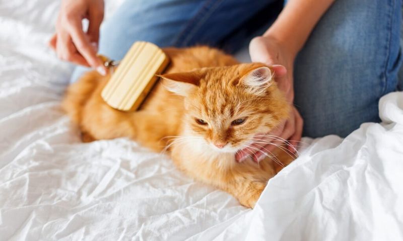 Routine Grooming