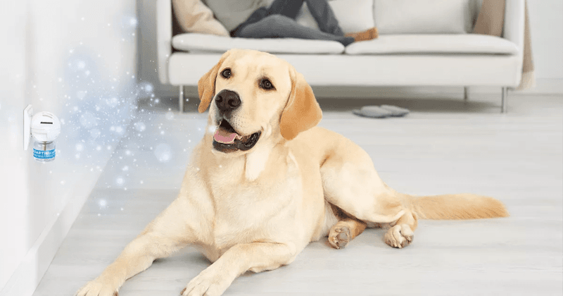 Use Pheromone Diffusers Or Sprays