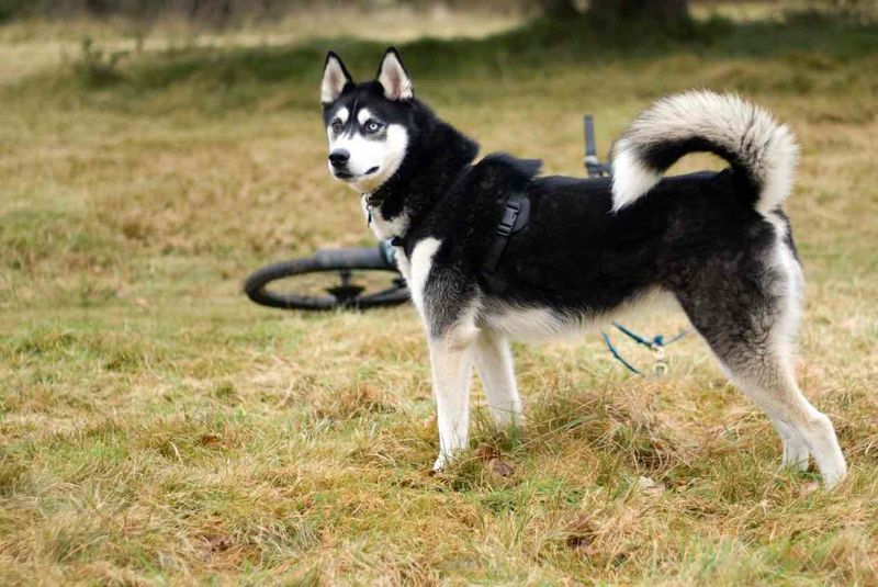 Tail Shape
